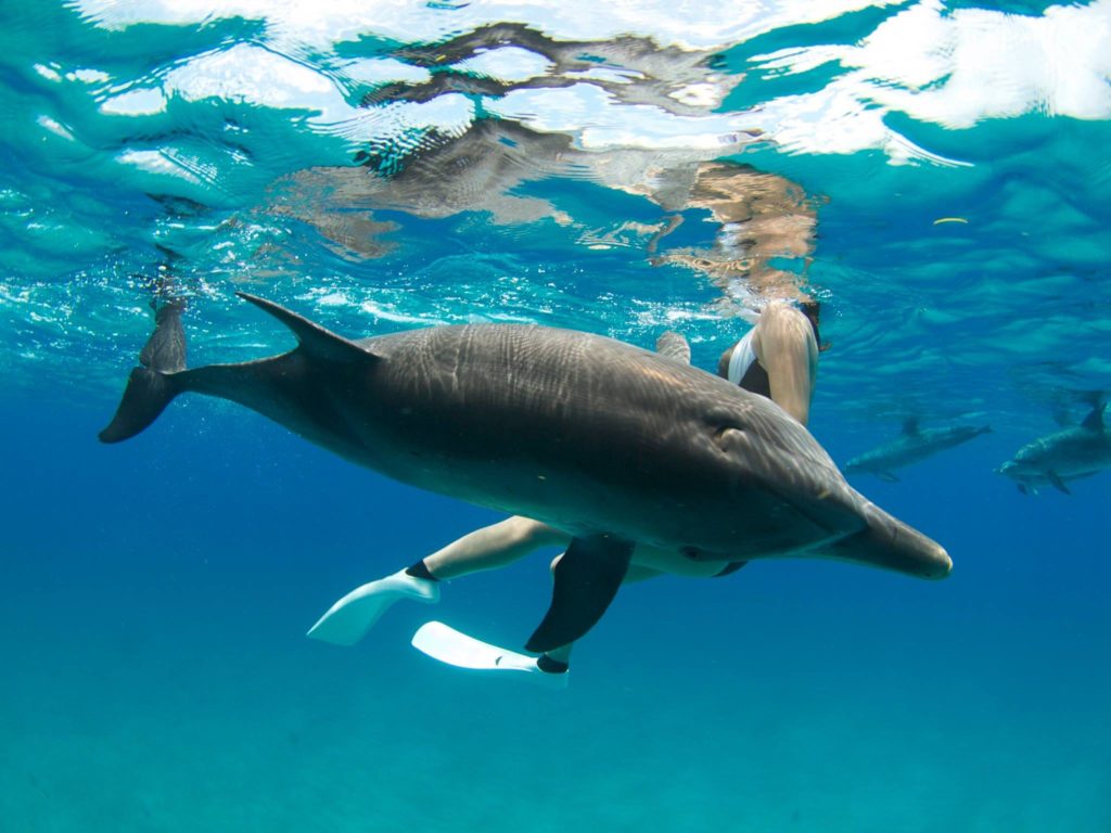 ドルフィンスイム