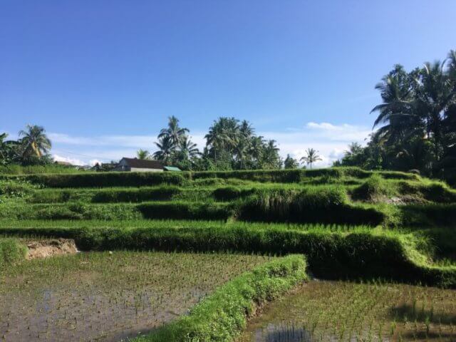 ウブドヨガハウス