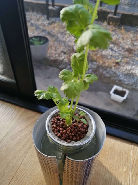 水耕栽培パクチー