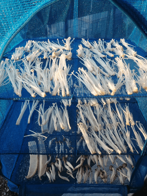 しめじとえのき