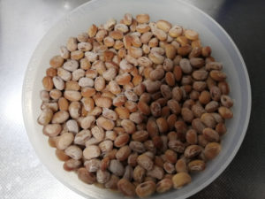 インスタントポットで粒納豆とひきわり納豆の作り方【手作り納豆でプラゴミ削減！】
